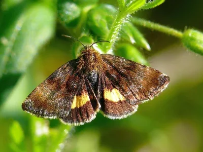 Panemeria tenebrata