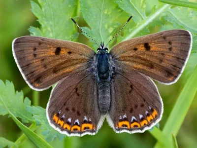 Lycaena (Thersamolycaena) alciphron