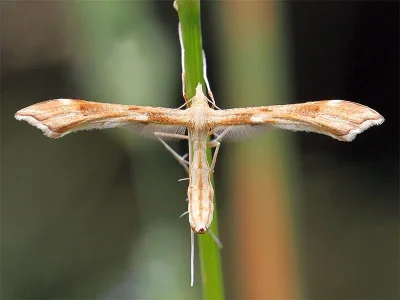 Gillmeria ochrodactyla
