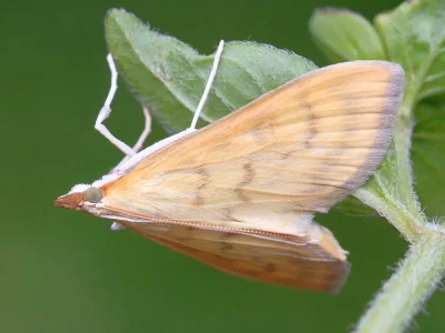 Paratalanta hyalinalis