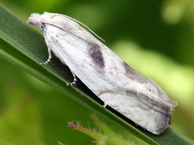 Eucosma metzneriana