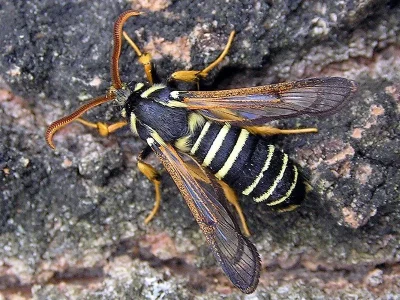 Eusphecia melanocephala