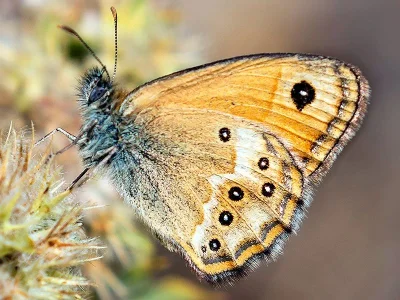 Coenonympha dorus