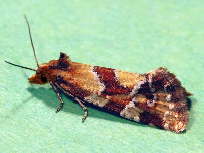 Aethes hartmanniana