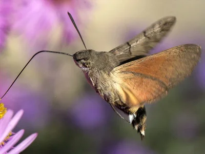 Macroglossum stellatarum