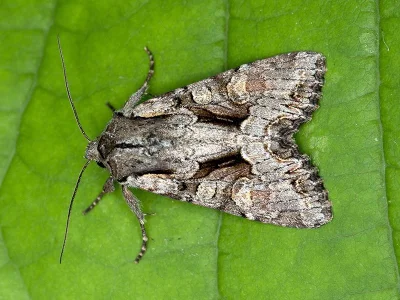 Lacanobia (Lacanobia) w-latinum