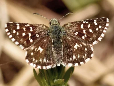 Pyrgus malvae