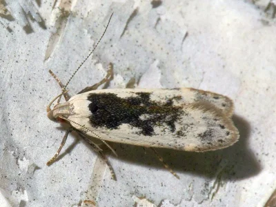 Anacampsis blattariella