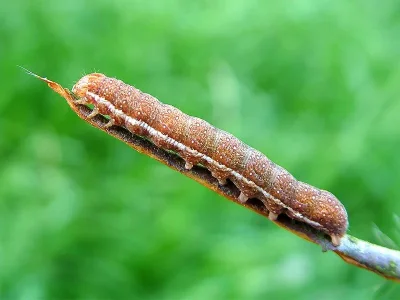 Agrochola (Anchoscelis) helvola