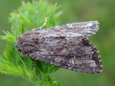 Apamea (Apamea) anceps