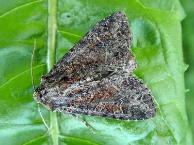 Apamea (Apamea) furva