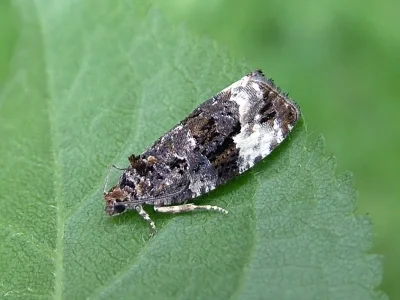 Apotomis betuletana