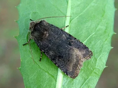 Cerastis (Cerastis) faceta