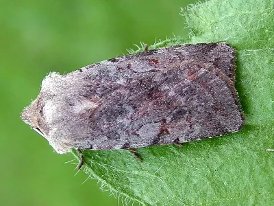 Cerastis (Cerastis) rubricosa