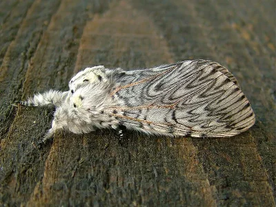 Cerura (Cerura) vinula