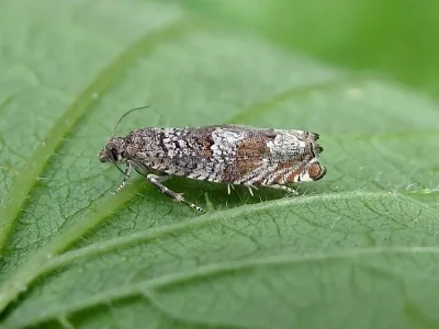 Epinotia tetraquetrana