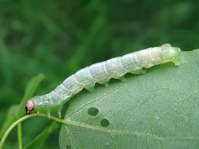 Orthosia (Monima) populeti