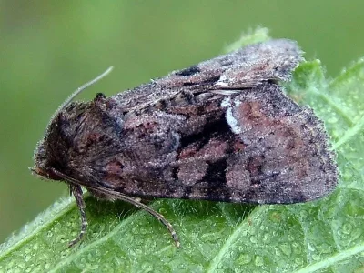 Oligia latruncula