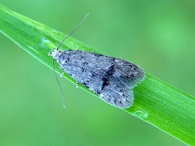 Teleiodes vulgella