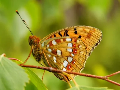 Argynnis (Fabriciana) adippe