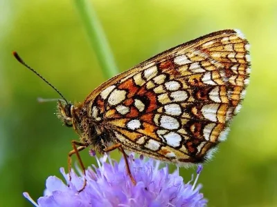 Melitaea diamina