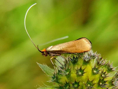 Nemophora metallica