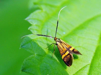 Nemophora degeerella