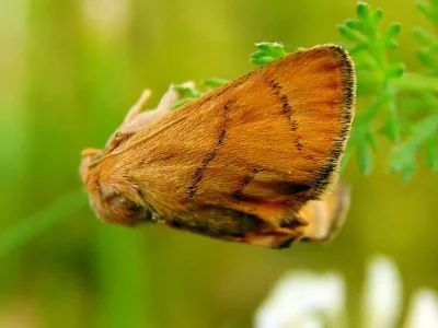 Apoda limacodes
