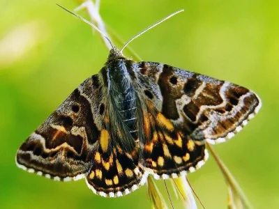 Euclidia (Callistege) mi