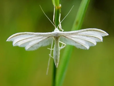 Pterophorus pentadactyla