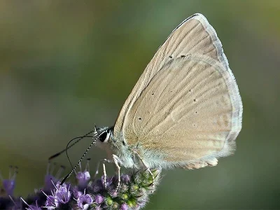Polyommatus (Agrodiaetus) dama