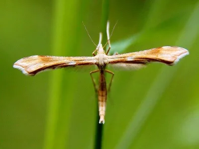 Gillmeria pallidactyla