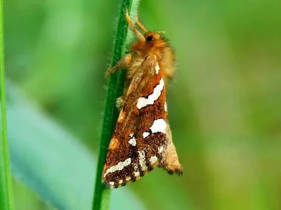 Phymatopus hecta