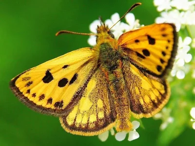 Carterocephalus silvicola