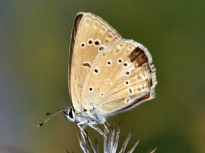 Polyommatus (Agrodiaetus) admetus