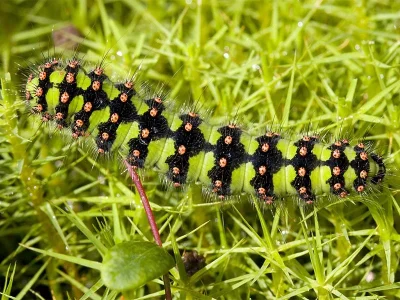 Saturnia (Eudia) pavonia