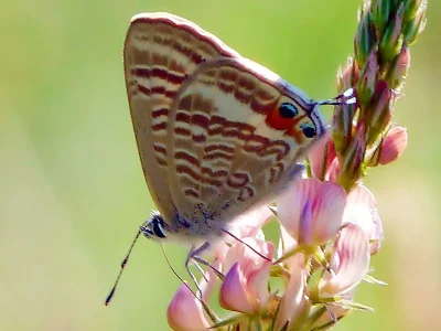Lampides boeticus