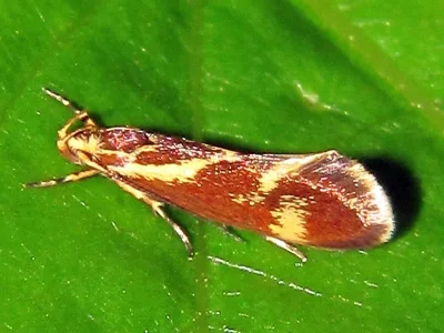 Metalampra cinnamomea