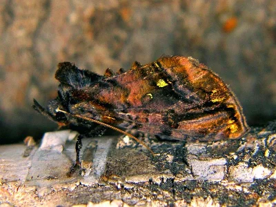 Lamprotes c-aureum