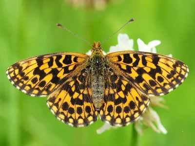 Boloria (Clossiana) dia