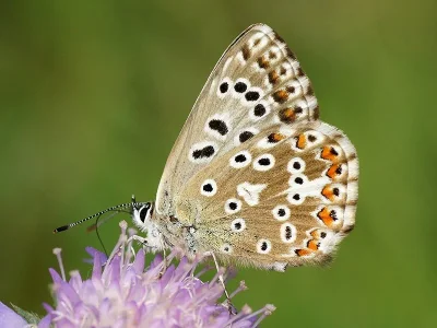 Polyommatus (Lysandra) coridon