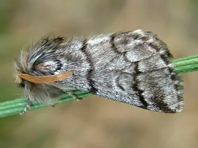 Thaumetopoea pityocampa