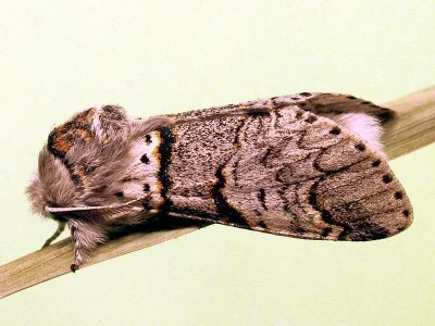 Furcula bifida