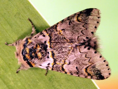 Furcula bicuspis