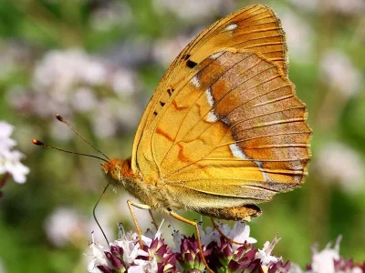 Argynnis (Argyronome) laodice