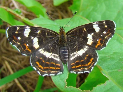 Araschnia levana