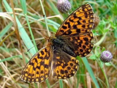 Boloria (Clossiana) dia