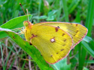 Colias hyale
