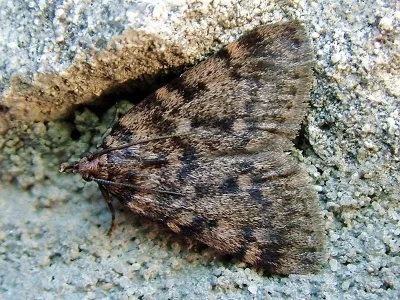 Aglossa pinguinalis