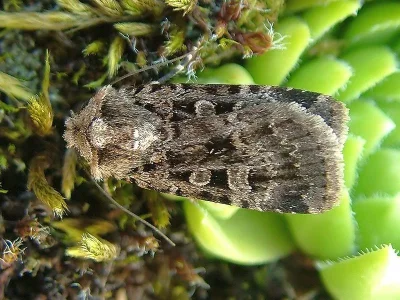 Chersotis multangula